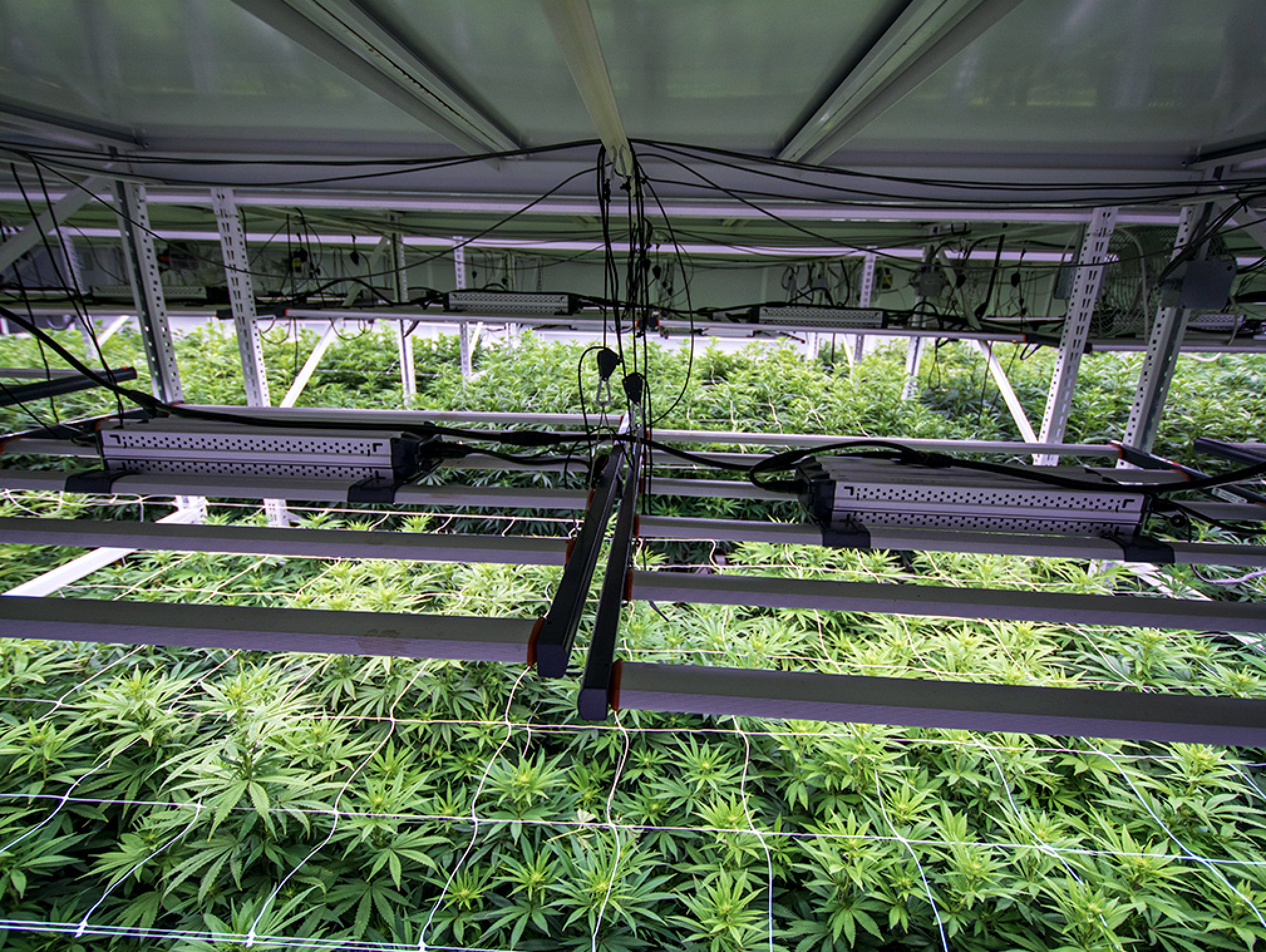 Cannabis Vertical Grow System Maximizing Your Space